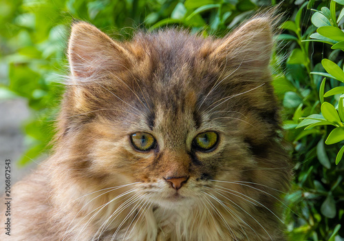 Photography Close-up of an adorable European wild cat kitten (Felis silvestris) with a fluff