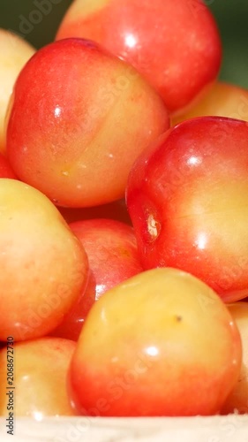 Women's hands placing freshly picked ripe pink cherries into a wooden bowl. Organic fruit harvest in the garden. Sweet, juicy berries rich in vitamins, perfect as a natural dessert in a healthy diet.