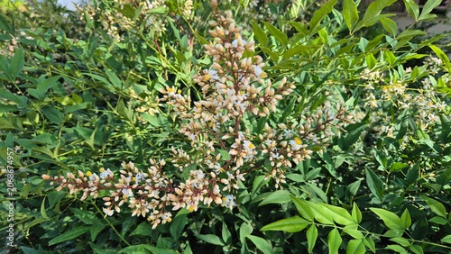 Close-Up of Opened White Flowers with Yellow Anthers on a Heavenly Bamboo Panicle