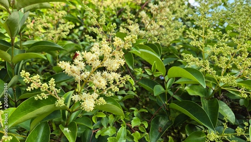 Glossy privet (Ligustrum lucidum) hedge showing dense green foliage and expansive white flower bud panicles	