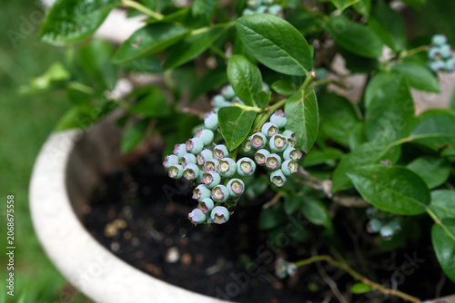 Cluster of unripe green blueberries, Vaccinium corymbosum, developing on a bush growing inside a large white ceramic garden pot