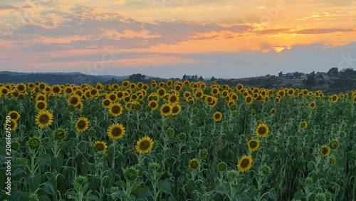 Vast Agricultural Field of Blooming Yellow Sunflowers Under a Soft Sky