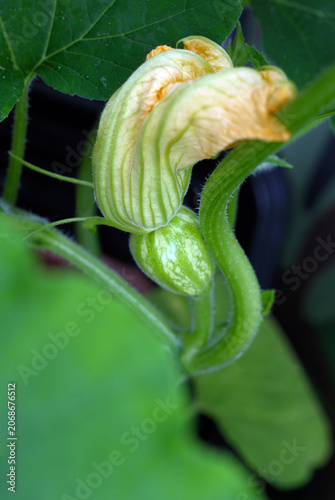 Close-up of a small young melon fruit developing at the base of a female flower on a Cucumis melo vine