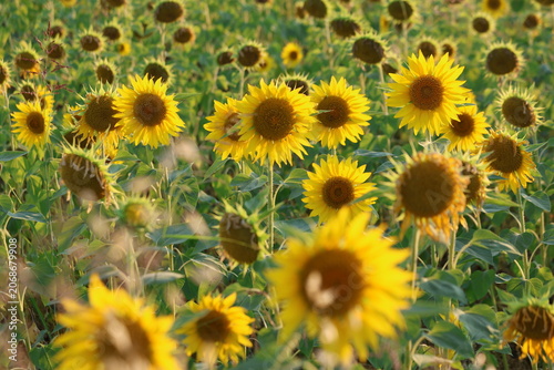 Vast Agricultural Field of Blooming Yellow Sunflowers Under a Soft Sky