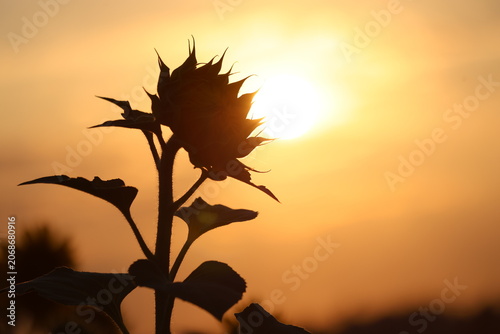 Silhouette of a Single Sunflower Head Against a Brilliant Golden Sunset Sky