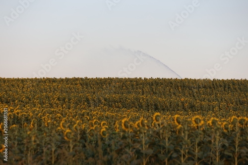 Large Sunflower Field Undergoing Irrigation with Water Sprinkler in the Distance
