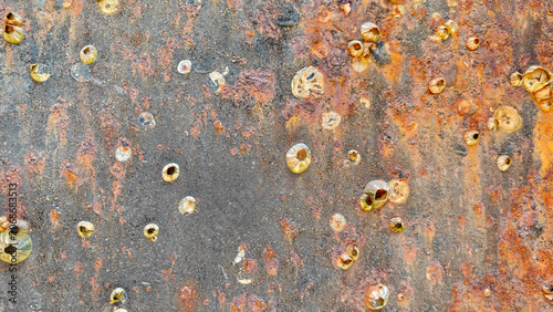 Konstfotografi Barnacles (subclass Cirripedia) attached to a rusty metal surface, displaying their conical shells