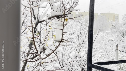 Birds appear on a branch covered in snow while winter weather blankets the city
