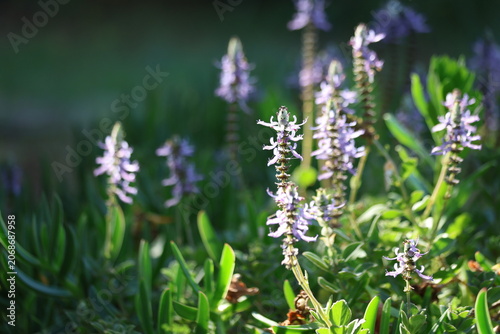 Mass of Purple Coleus Neochilus Flower Spikes Blooming in Bright Sunlight