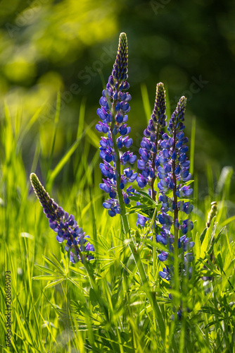 Vertical shot of beautiful purple lupine flowers blooming in a vibrant green meadow under warm sunlight