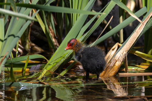 Small Eurasian coot chick standing on a branch among green reeds in a calm pond