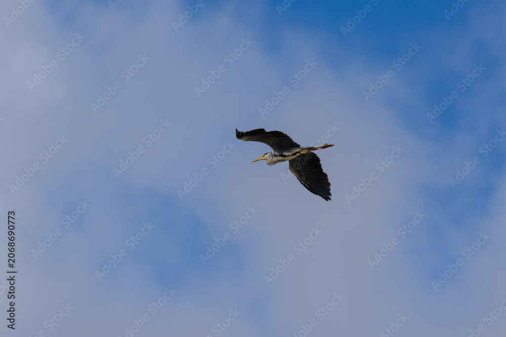 Obraz premium Grey heron soaring in high flight against a blue sky with light white clouds