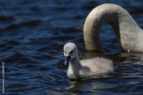 Фотография Close-up of a small fluffy cygnet swimming on a deep blue wavy lake next to the