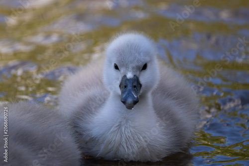 Картината върху платно Extreme close-up front view portrait of a cute fluffy cygnet with water droplets