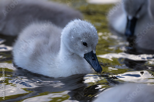 Картината върху платно Close-up profile portrait of a small fluffy cygnet with water droplets on its do