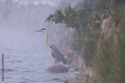 Grey heron standing on a rock on the shore of Curonian Lagoon shrouded in a thick morning fog