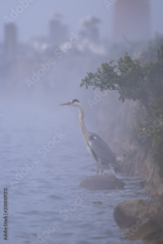 Vertical shot of a grey heron standing on a rock on the shore of Curonian Lagoon shrouded in a thick morning fog