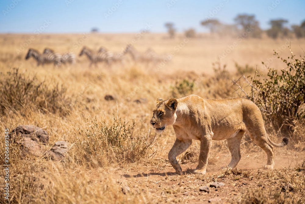 Fototapeta premium Lioness stalking through dry grass with zebras in distance