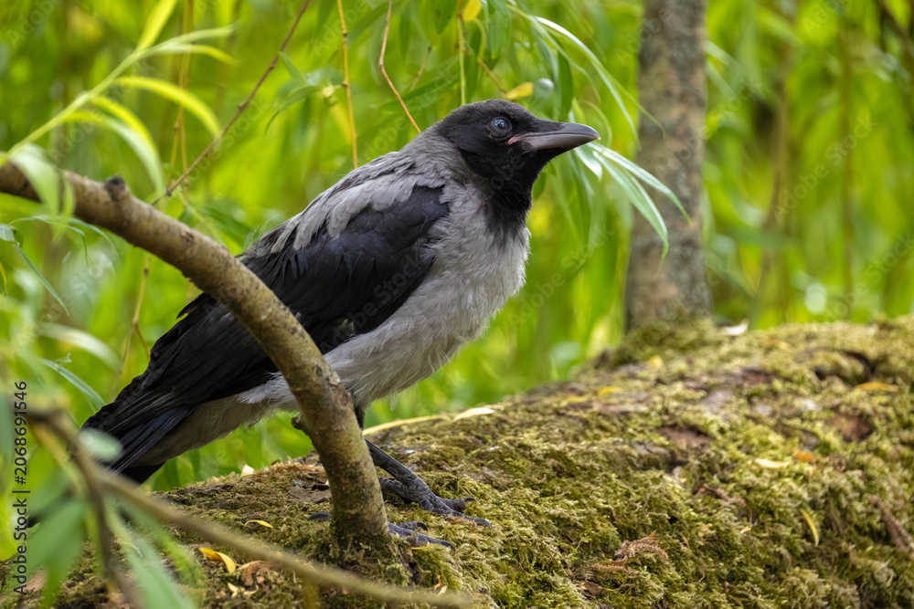 Obraz premium Close-up profile portrait of a young hooded crow fledgling perched on a branch among green willow leaves