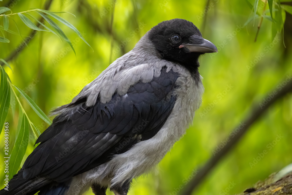 Obraz premium Close-up profile portrait of a young hooded crow fledgling perched on a branch among green willow leaves
