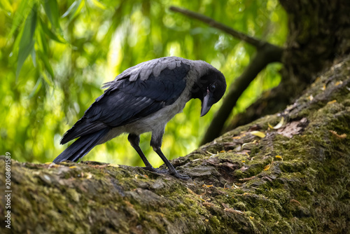 Foto Curious young hooded crow fledgling tilting its head and looking at something on