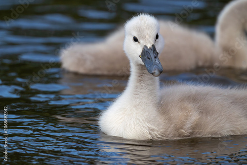 Obraz na plátne Close-up front view portrait of a cute fluffy grey cygnet swimming on a wavy lak