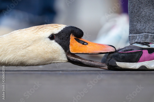 Fotografie Aggressive mute swan biting a child's sneaker on a wooden pier due to human terr