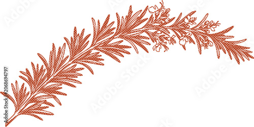 Fotografie Rosemary herb vector illustration, a fragrant botanical drawing, fresh rosemary