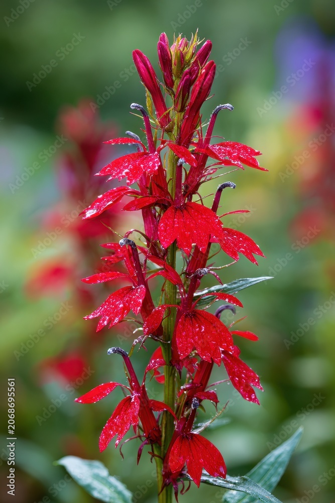 Obraz premium Garden bloom study: crimson petals, slender stem, and gentle morning light on a red Lobelia