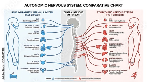 Autonomic nervous system comparative chart for medical educational use