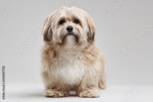 Lhasa Apso studio head-and-shoulders portrait with white backdrop
