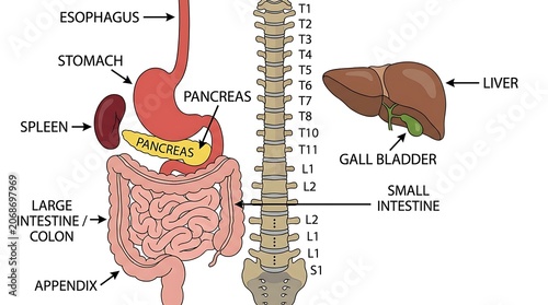 Detailed educational diagram of human internal digestive organs and spinal