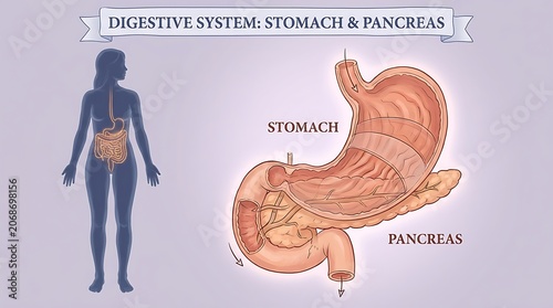 Human digestive system anatomy diagram featuring stomach and pancreas