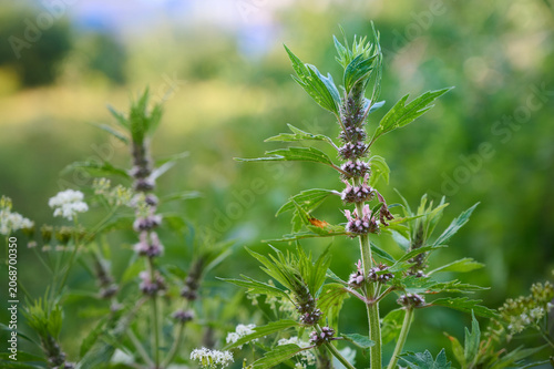 Medicinal herb Leonurus cardiaca or Motherwort growing wild in nature under warm sunlight.