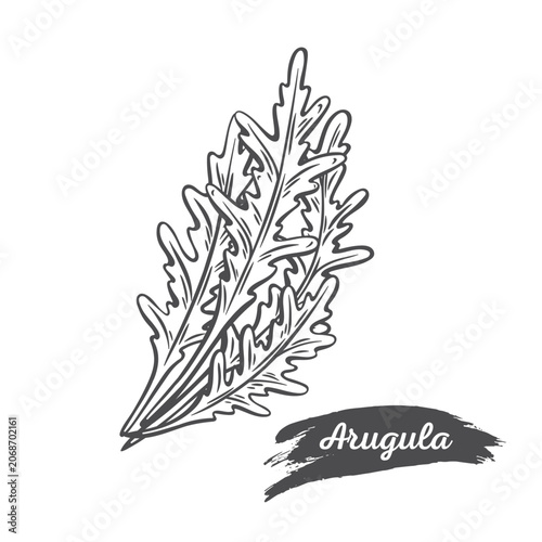 Arugula illustration set