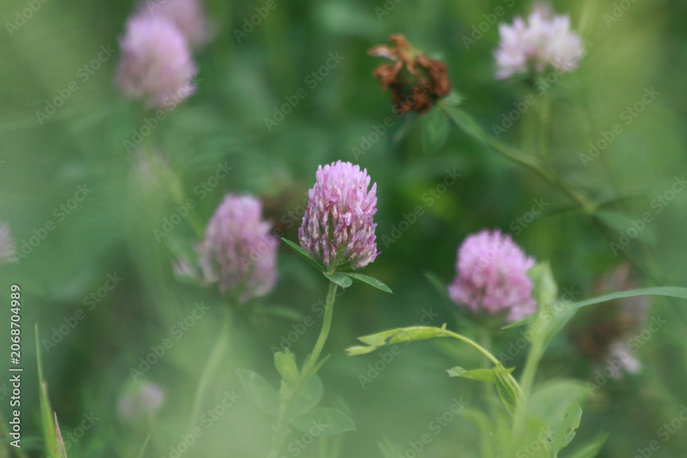 Fototapeta premium bee on a flower
