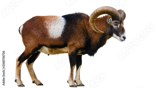 Obraz na plátně Mouflon ram with large curved horns and brown black, and white fur