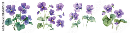 Minimal yet artistic elements for creative designs. hand-drawn paint, A beautiful painting of sweet violet flowers, EPS format, isolated on a white background