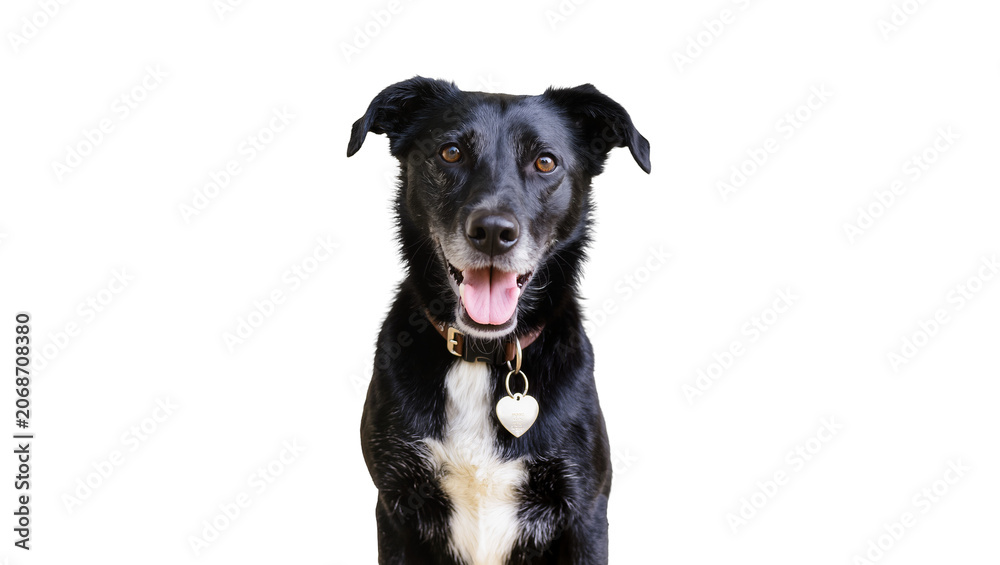 Naklejka premium Black dog with white chest and heart tag