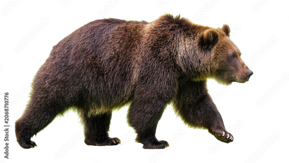 Fototapeta premium Brown bear walking profile view