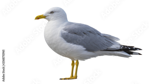 Tableau sur toile Seagull bird with white and gray feathers, yellow beak and legs