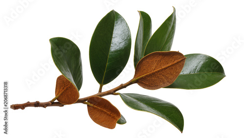 Konstfotografi Magnolia branch with green and brown leaves