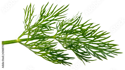 Fotografie Fresh green dill herb sprigs with feathery leaves