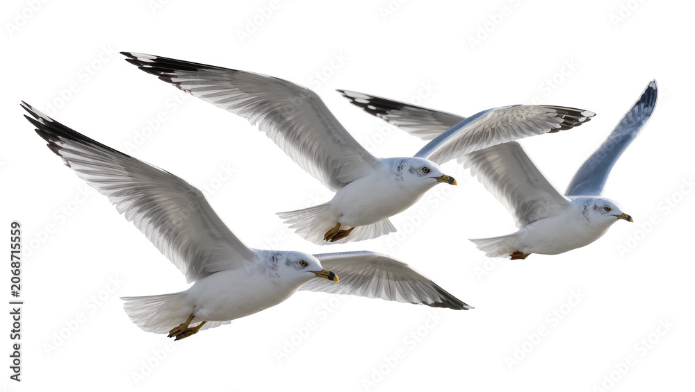 Fototapeta premium Three seagulls flying with wings spread wide