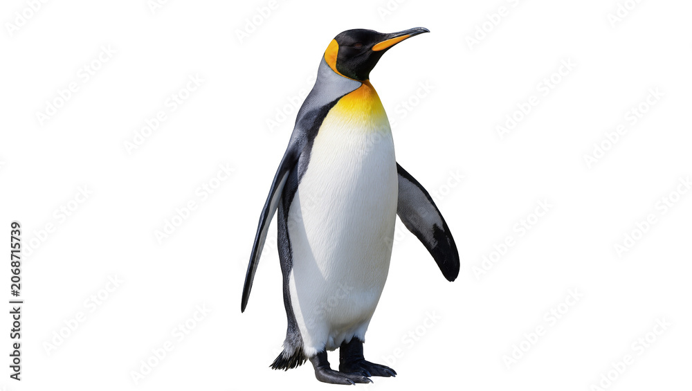 Fototapeta premium King penguin standing upright with yellow neck patch
