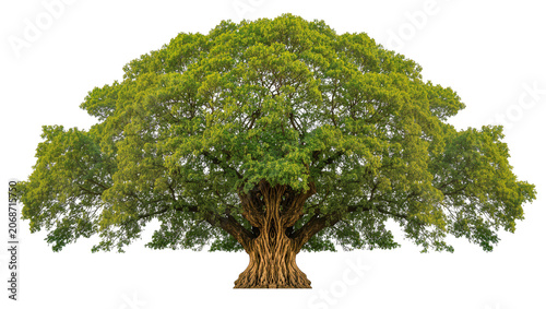 Bild auf Leinwand Massive ancient banyan tree with thick gnarled trunk and lush green canopy