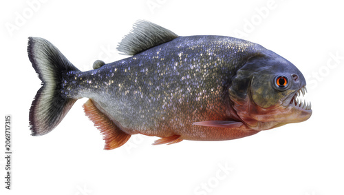 Fotografi Fierce piranha fish with sharp teeth and orange eye