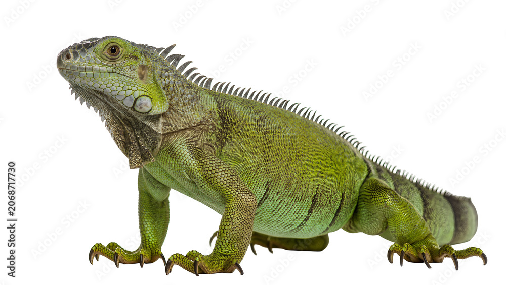 Fototapeta premium Green Iguana Reptile with Spikes on Back and Tail