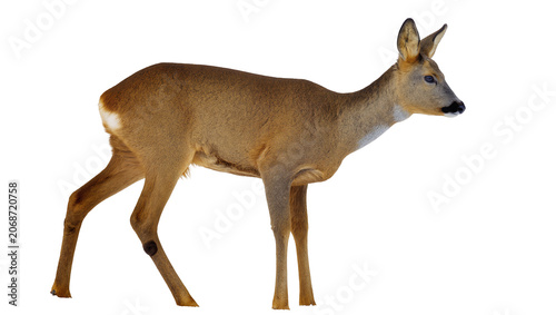 Obraz na płótnie Roe deer standing profile view on white