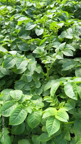 Close view of potato plants moving in light breeze, with sunlit textured leaves and upright stems in vegetable garden.